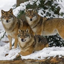 Схема вышивки «№2637945»