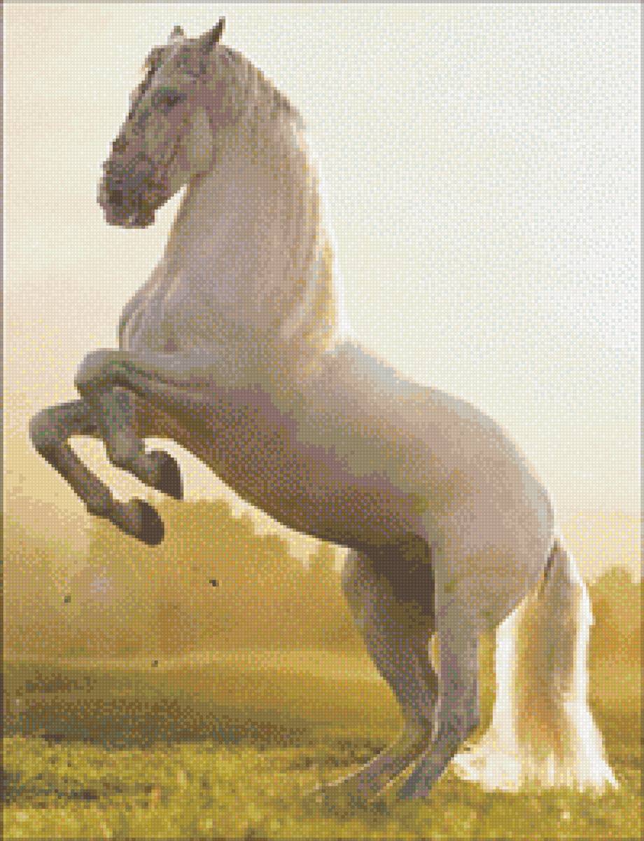 Белая лошадь - белая, животное, лошадь - предпросмотр