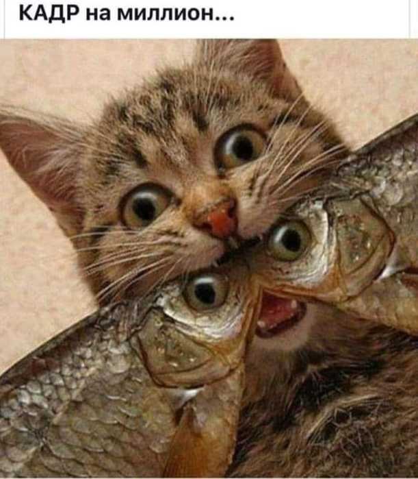 Кадр на миллион - кошка - оригинал