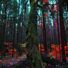 Схема вышивки «сказочный лес»