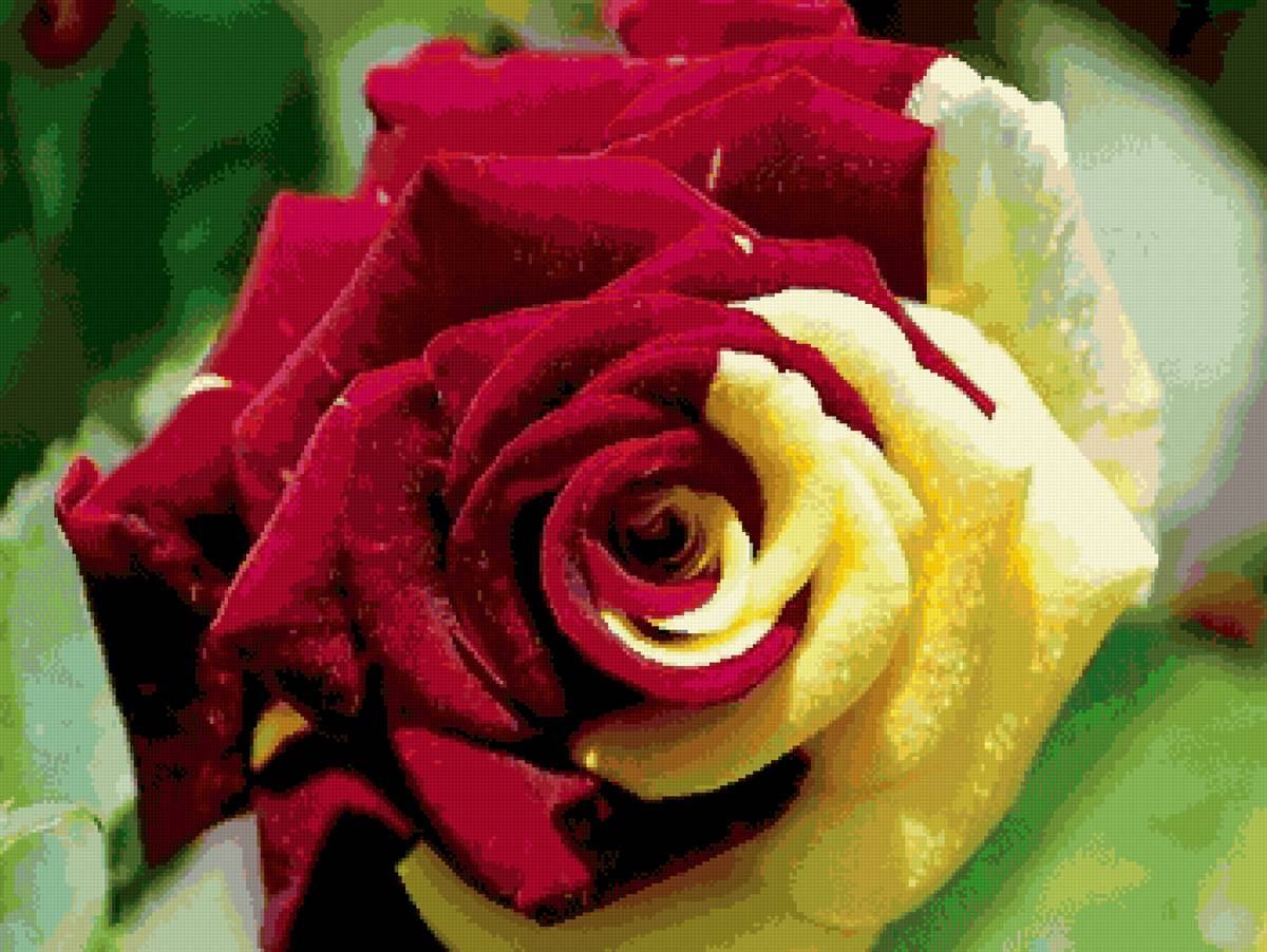 Роза - роза - предпросмотр