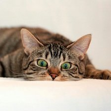 Схема вышивки «Кот»