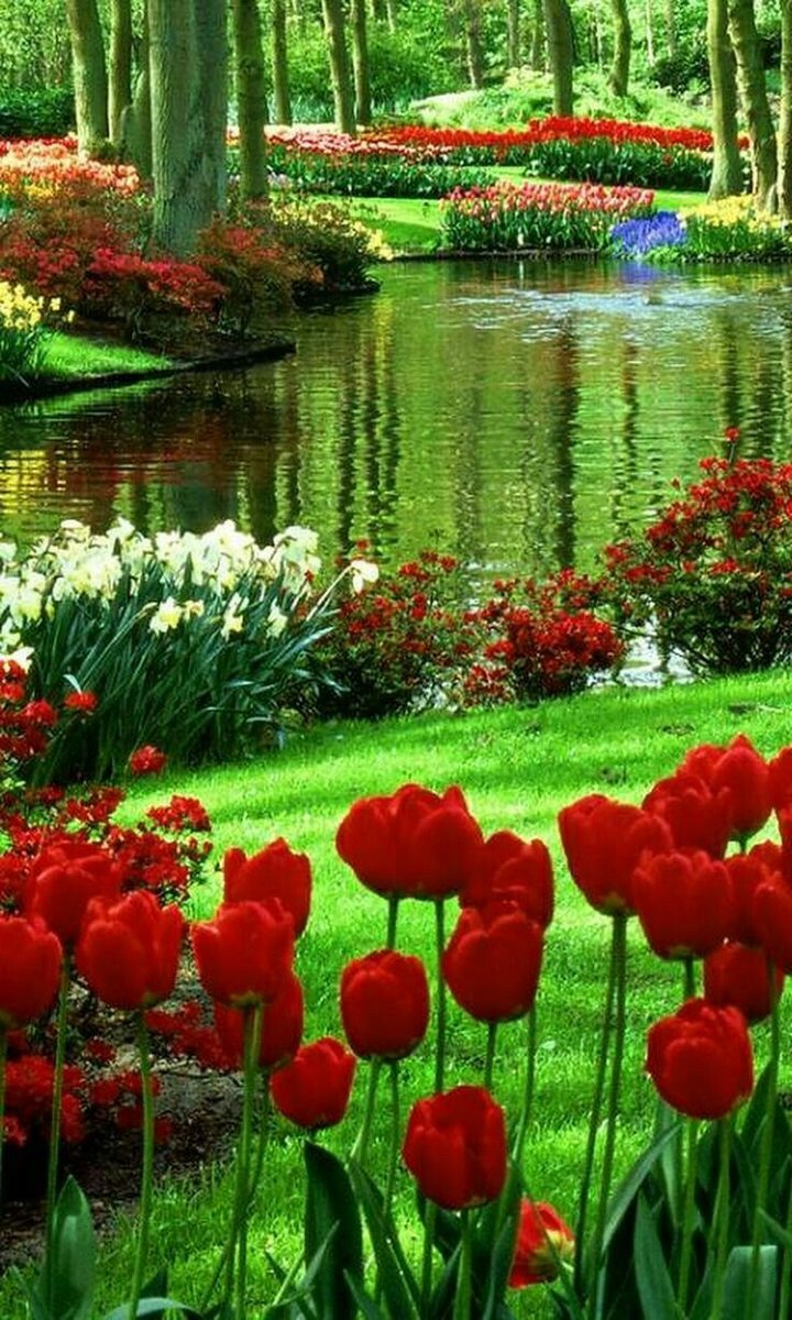 Озеро с тюльпанами - озеро, тюльпаны - оригинал