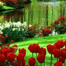 Озеро с тюльпанами