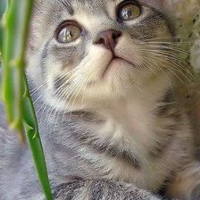 Схема вышивки «,, красавчик,,»