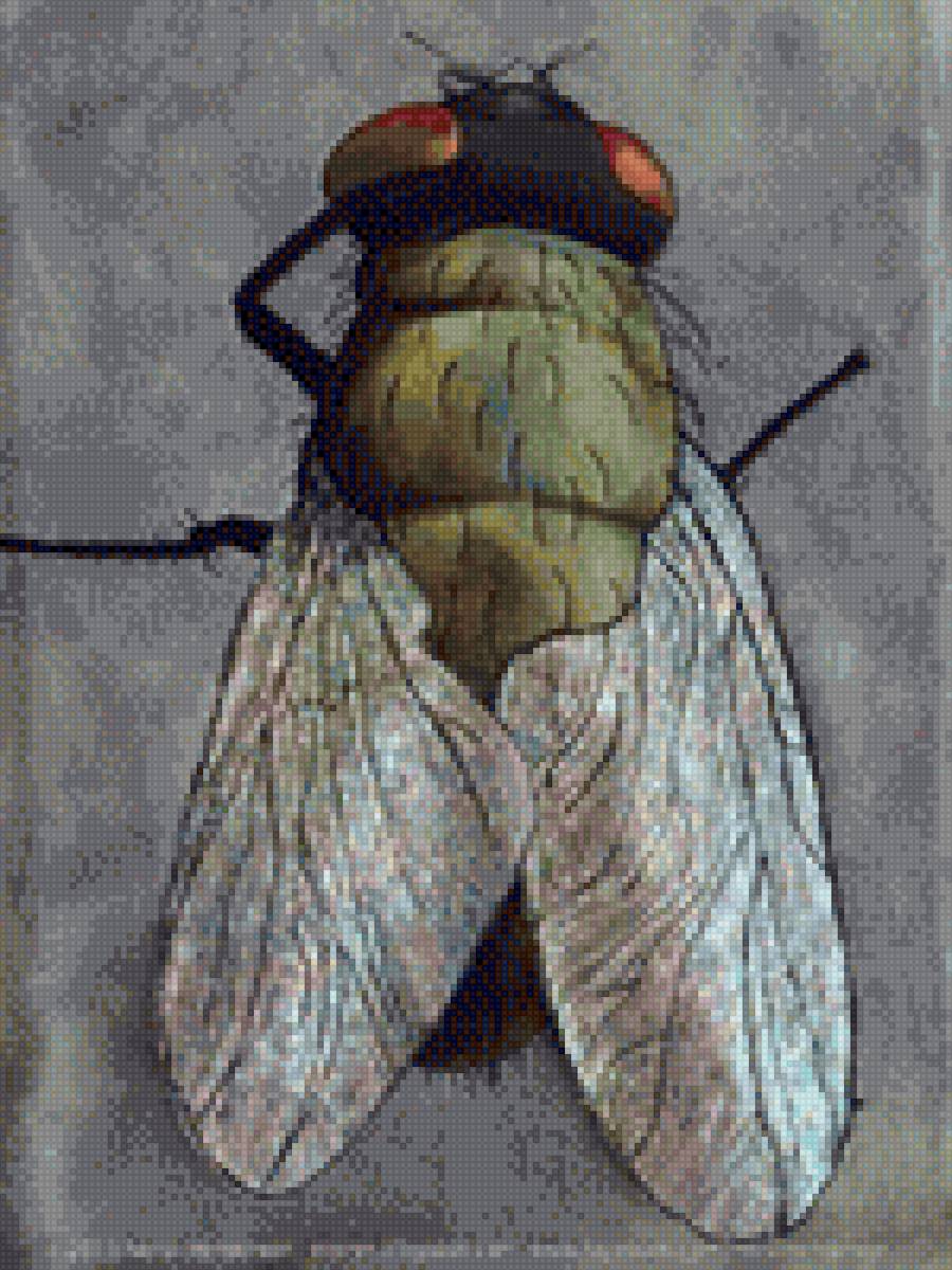 Муха - насекомое - предпросмотр