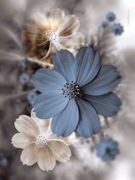 Цветок - василек, цветок - оригинал