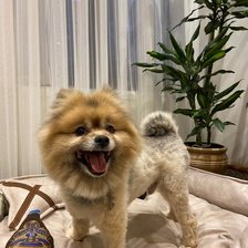 Схема вышивки «Dolar 2»