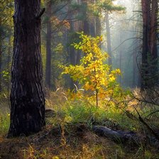 Оригинал схемы вышивки «№2642047»