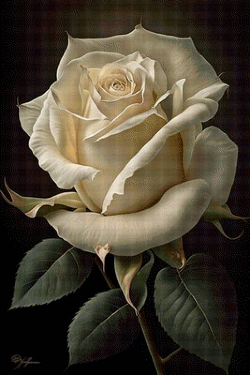 Белая роза - цветок, роза - предпросмотр