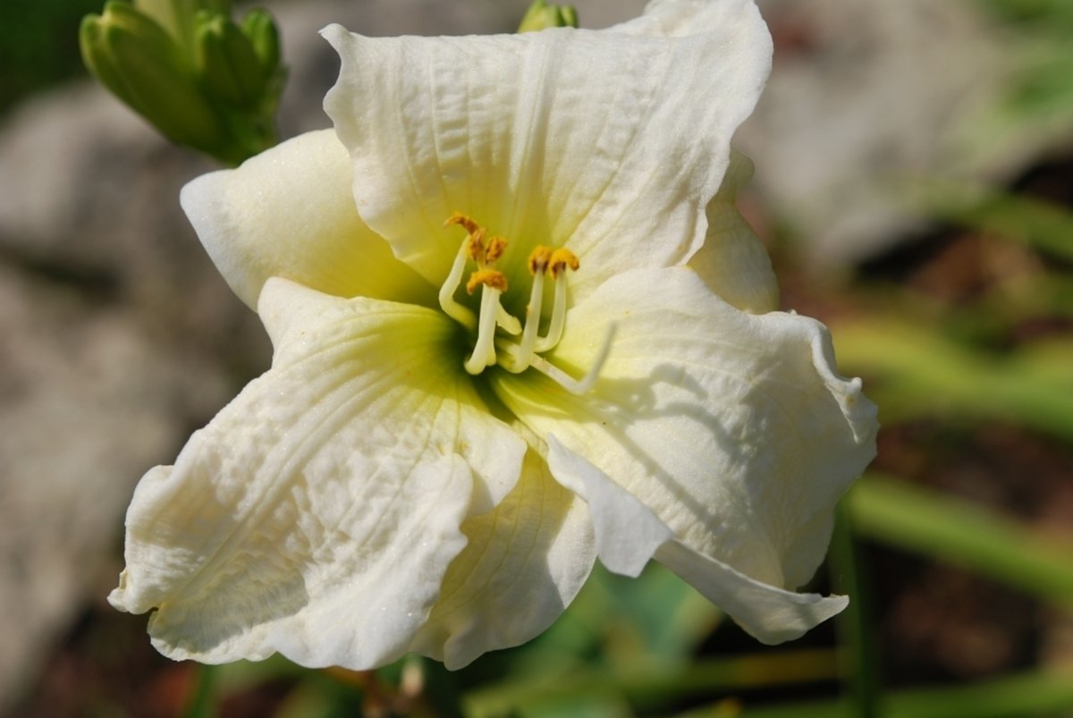 №2644966 - оригинал