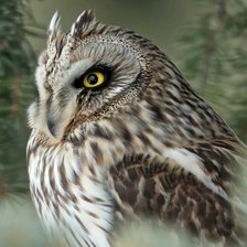 Схема вышивки «№2645022»