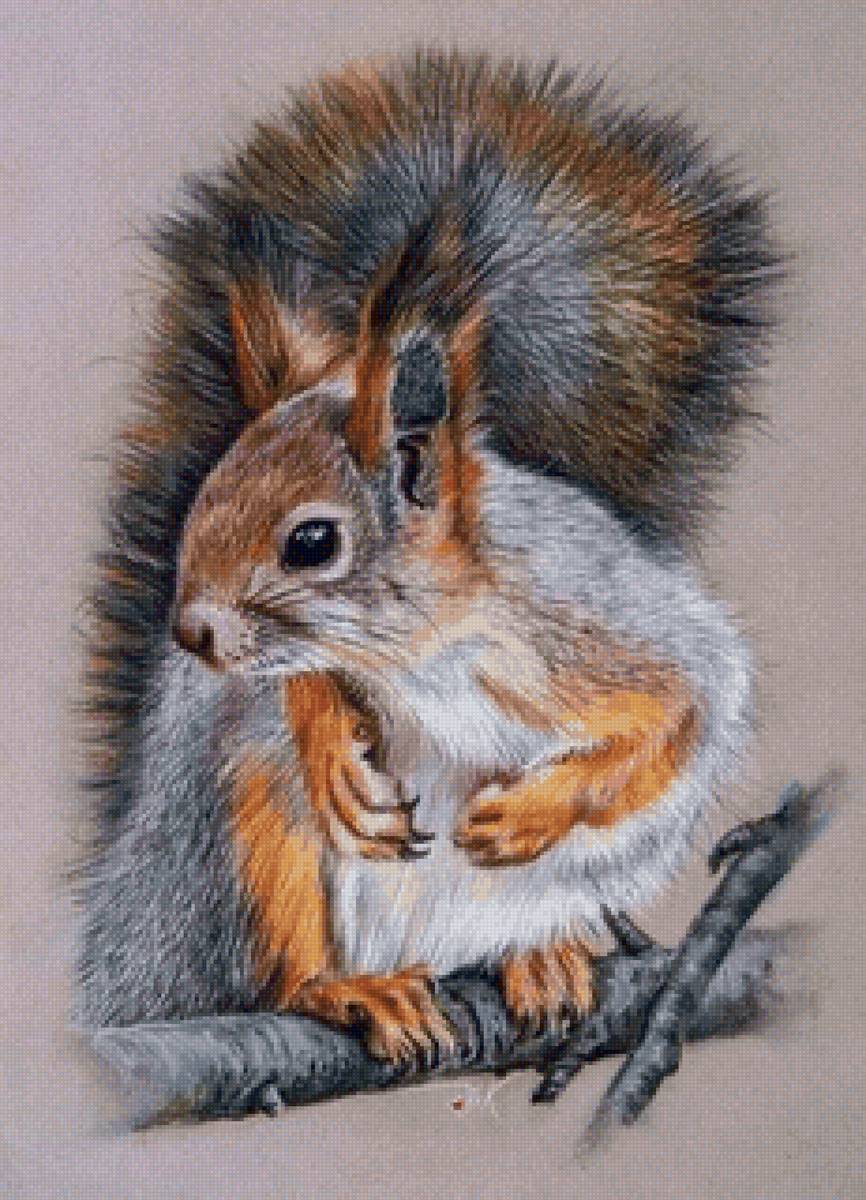 Белочка - белка, лес - предпросмотр