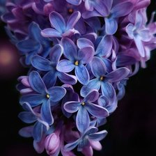 Схема вышивки «№2645321»