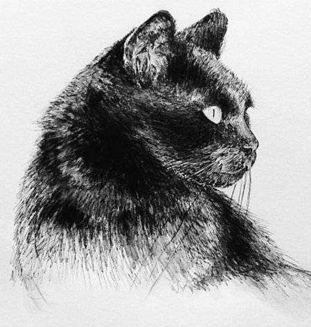 Чёрная кошка. Набросок угольным карандашом - художники - оригинал