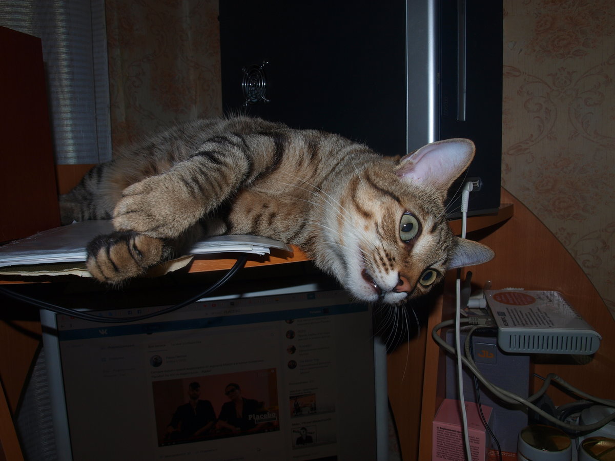 Кот Гоша - кот - оригинал