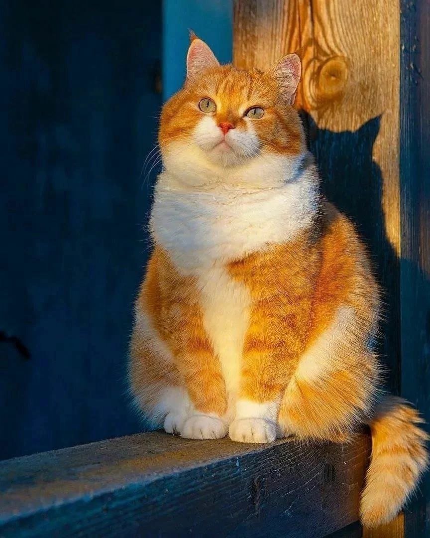 Рыжий кот - кот, домашние животные - оригинал