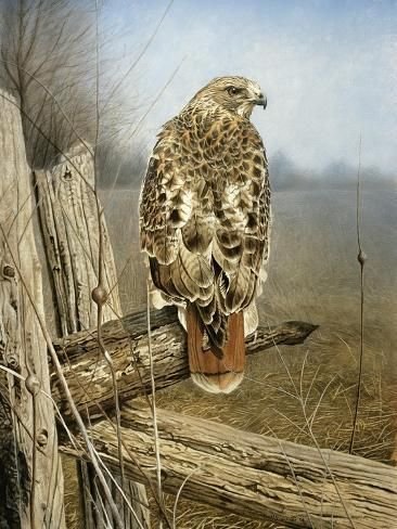 №2646897 - оригинал