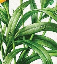 Схема вышивки «№2646967»