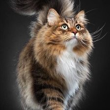 Схема вышивки «Мой кот»