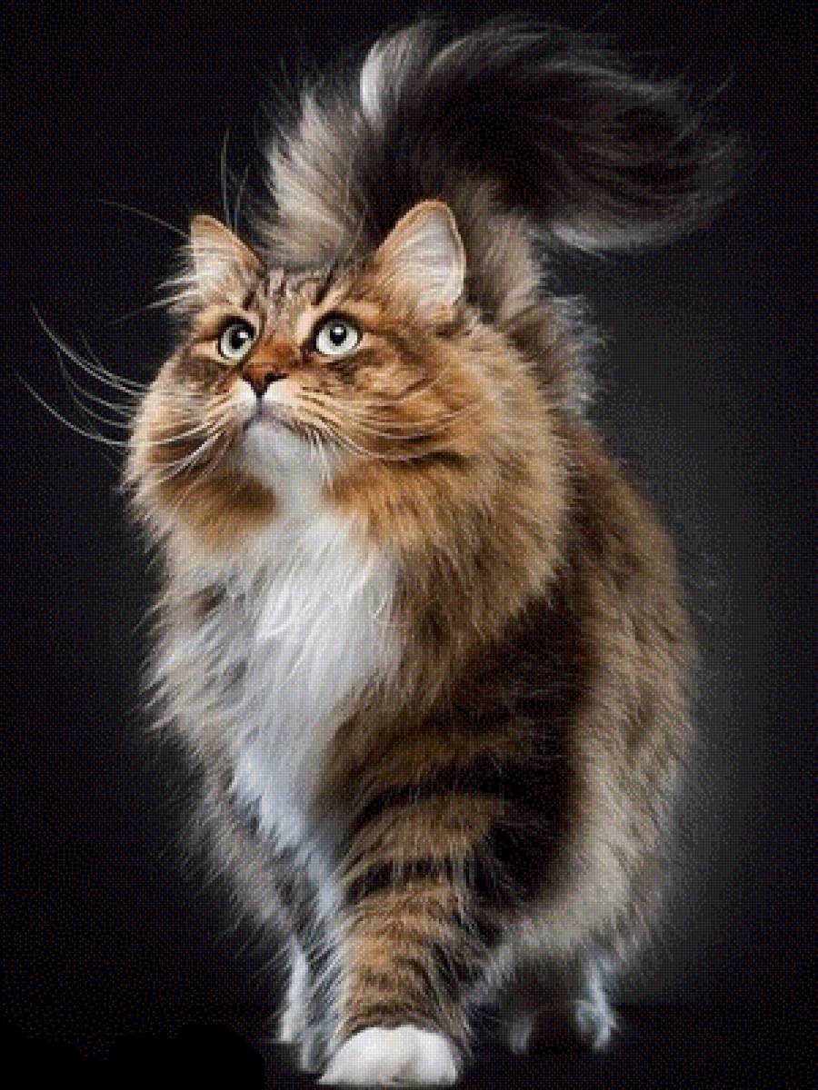 Мой коь - кот - предпросмотр