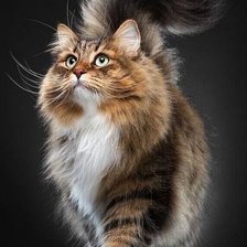 Схема вышивки «Мой коь»