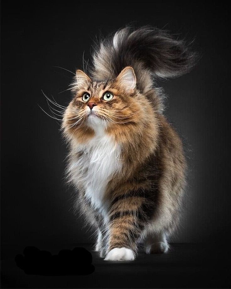 Кот - кот - оригинал