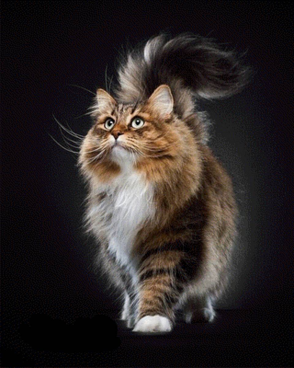 Кот - кот - предпросмотр