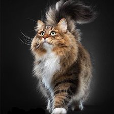 Схема вышивки «Кот»