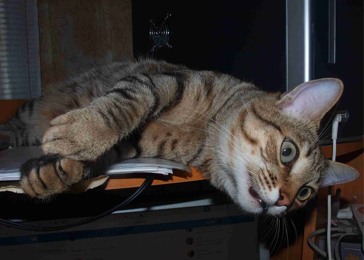 Кот Гоша - кот - оригинал