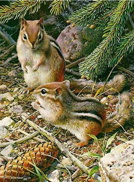 Бурундуки - дикие животные, бурундуки - оригинал