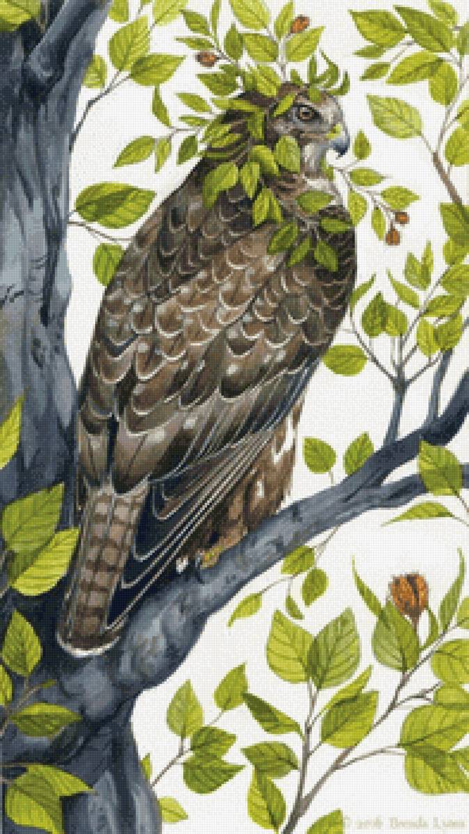 Пернатый хищник - хищник, птица, живопись - предпросмотр