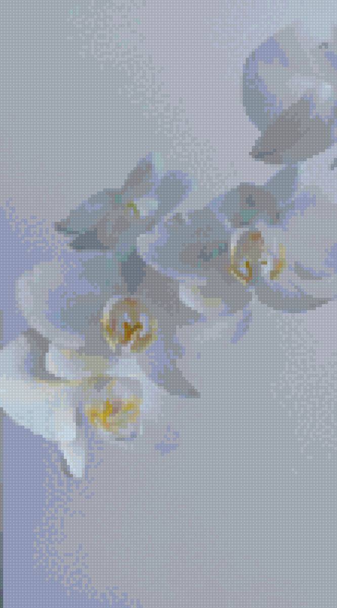 Белая орхидея - орхидея, цветок - предпросмотр