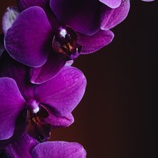 Оригинал схемы вышивки «Орхидея» (№2648001)