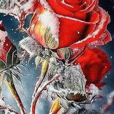 Схема вышивки «Зимняя роза»