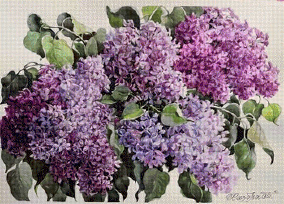 Сирень Худ. Т.Хазова - живопись, цветы, сирень, весна - предпросмотр