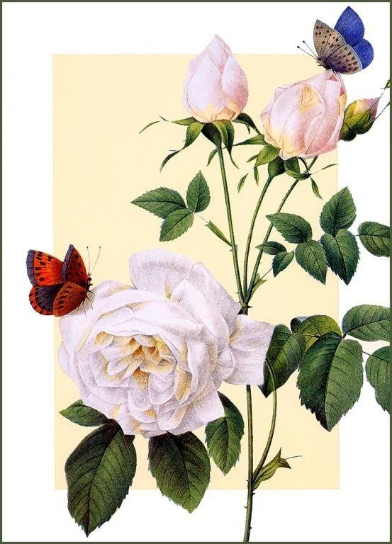 Ветка розы - ботаника, ветка розы, цветы - оригинал