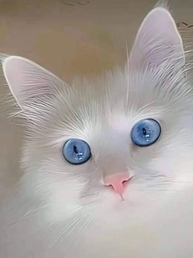 Пушистое внимание - кошка - оригинал