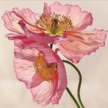 Схема вышивки «№2651269»