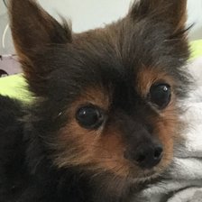 Схема вышивки «Maxik1»