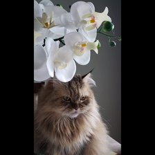 Схема вышивки «Ника1»