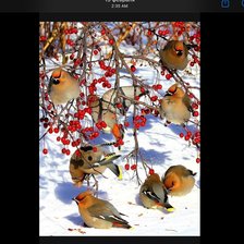 Схема вышивки «Зимний пикник»