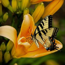 Бабочка красавица