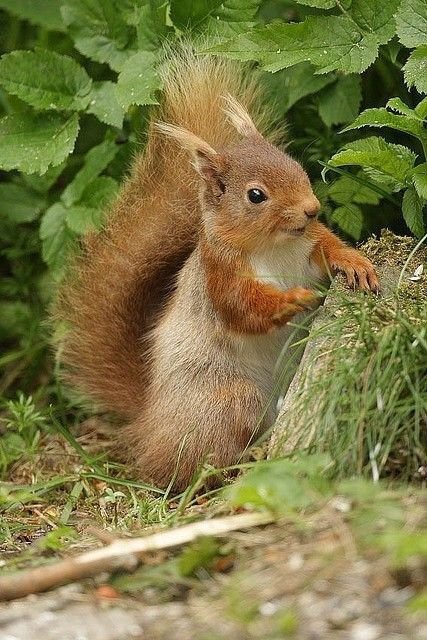 №2651928 - оригинал