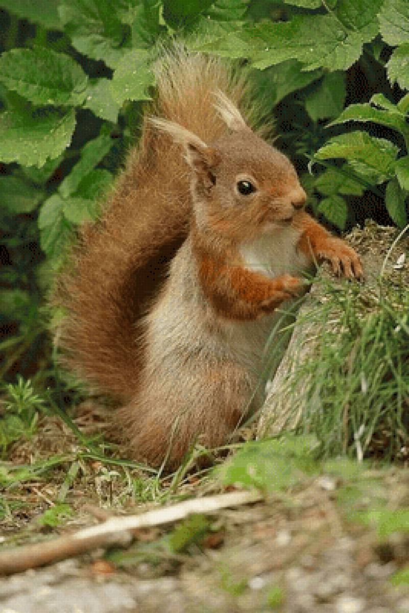 №2651928 - предпросмотр