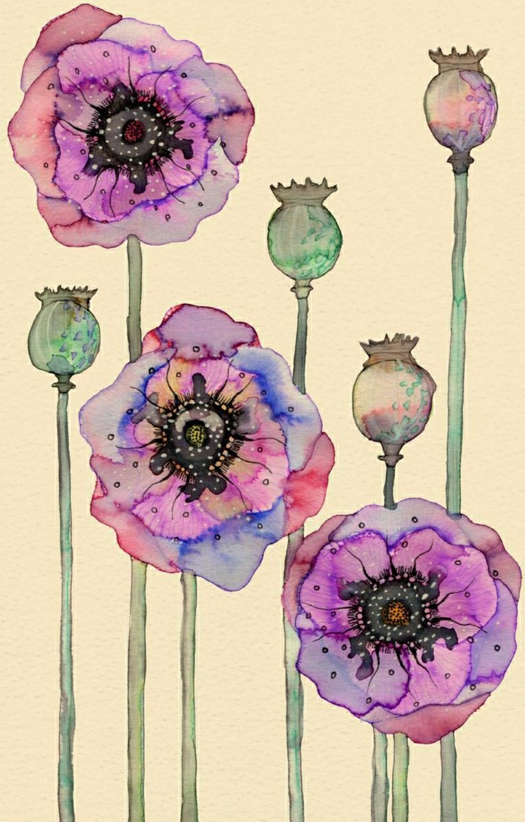 Маки - ботаника, маки, цветы - оригинал