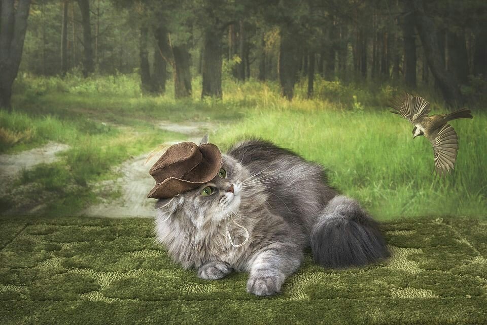 Кот и птица - кот и птица - оригинал