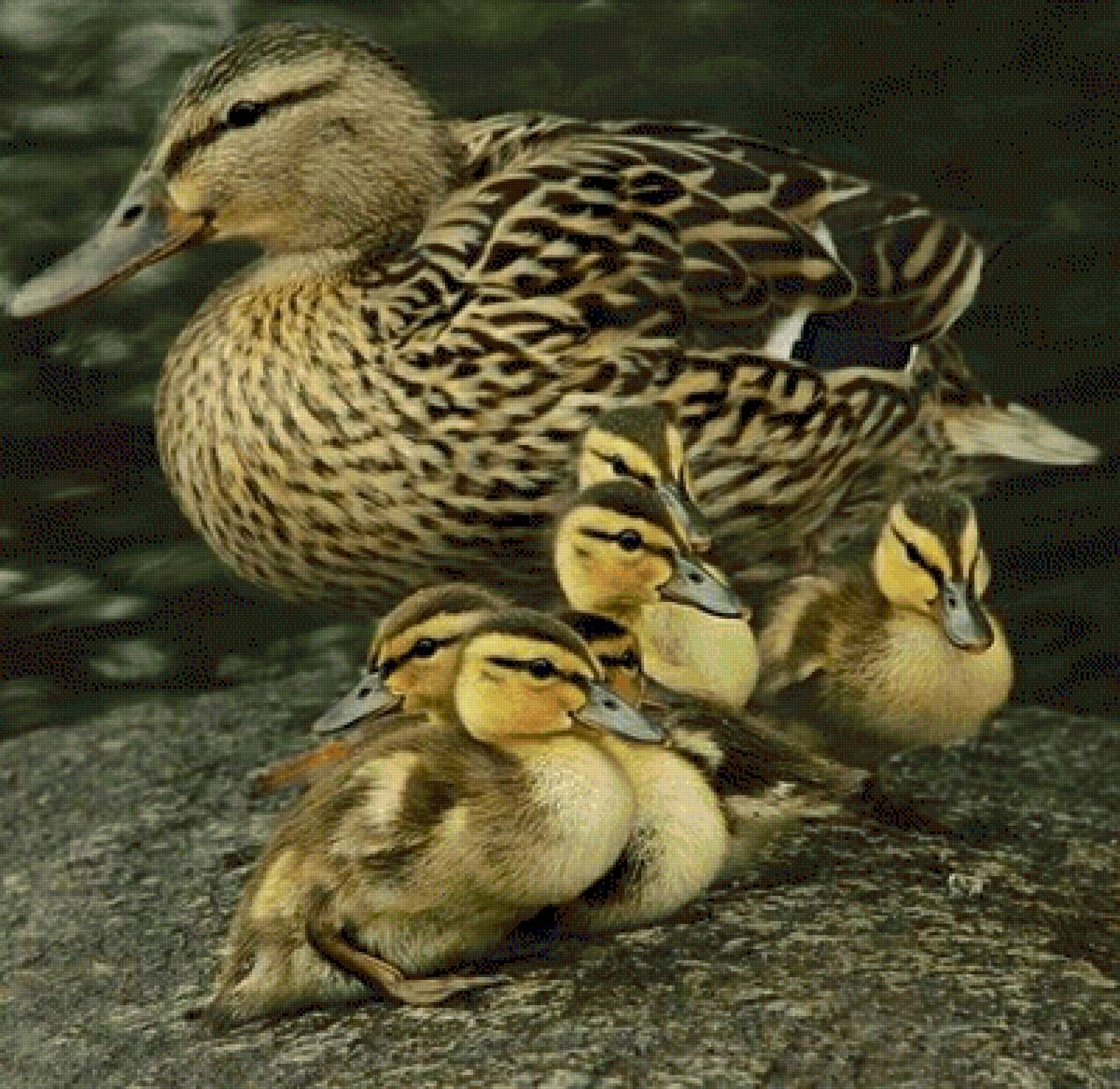 №2652903 - предпросмотр