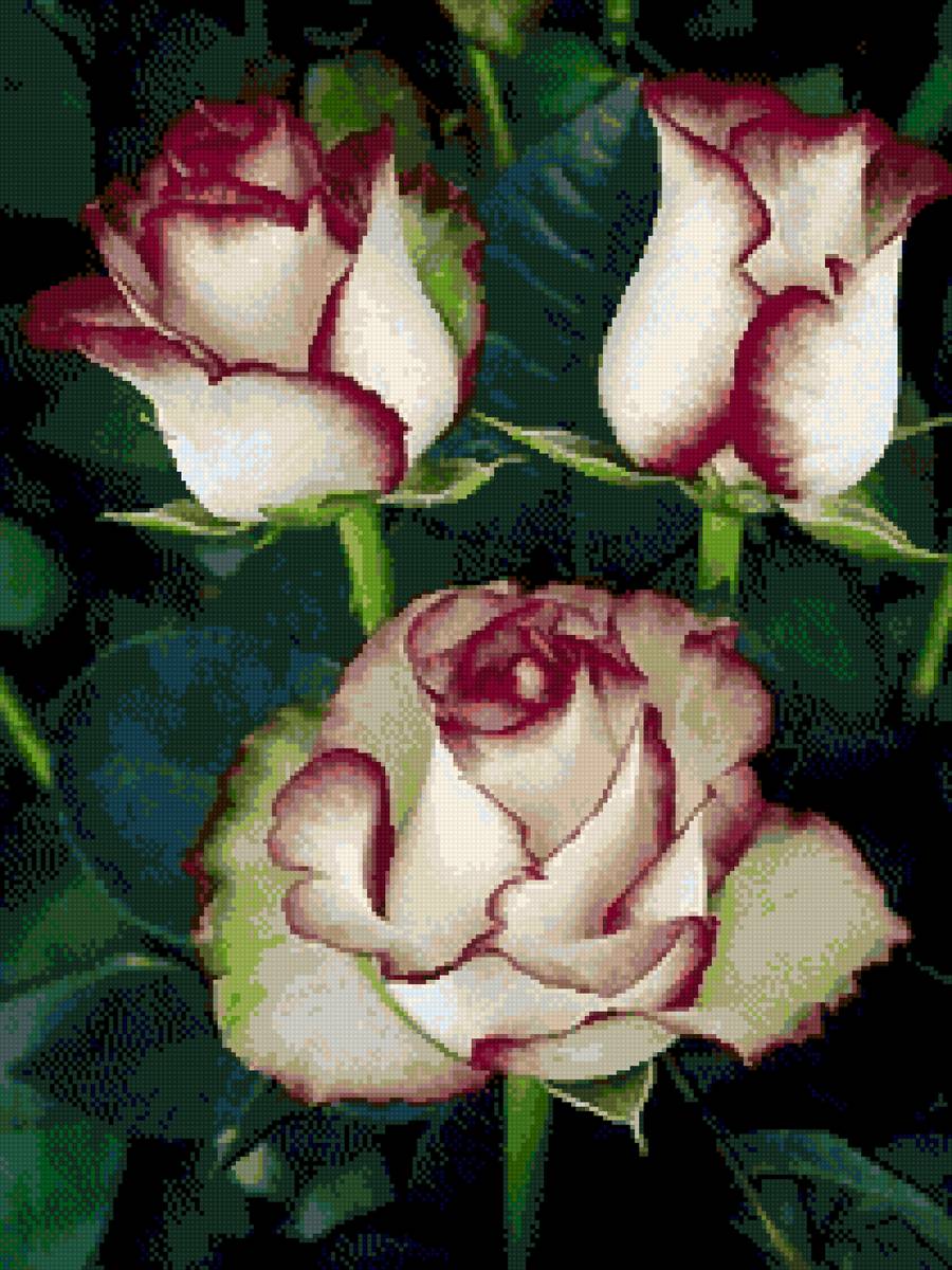 Розы - цветы - предпросмотр