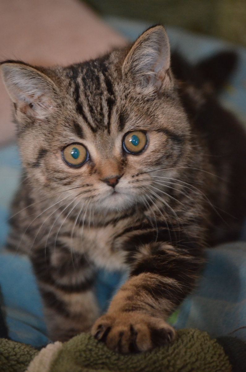 котенок - котенок - оригинал